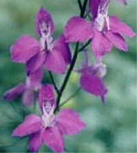 Delphinium honors the Angel that you are