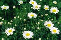 Shasta Daisy