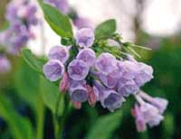 Virginia bluebells